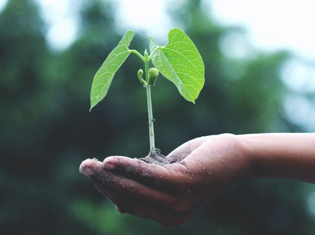 Regenerative Food Trends of 2020's Sparkle well learning